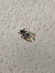 Metaphidippus siticulosus