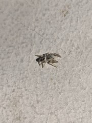 Metaphidippus siticulosus
