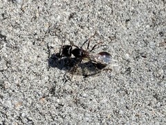 Pogonomyrmex rugosus