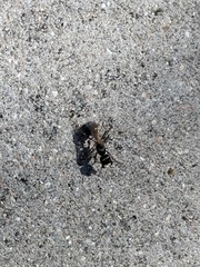 Pogonomyrmex rugosus
