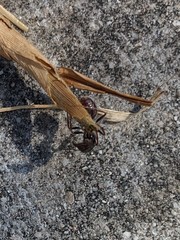 Pogonomyrmex rugosus
