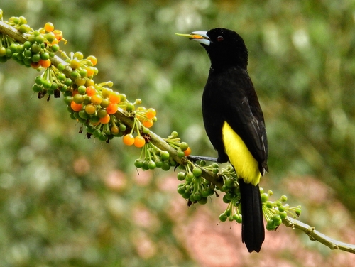 Flame-rumped Tanager (Ramphocelus flammigerus), photo 8