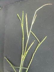 Urochloa platyphylla