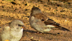 Passer diffusus stygiceps