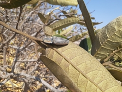 Chalcolepidius fryi