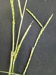 Urochloa platyphylla