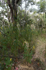 Crotalaria trichotoma