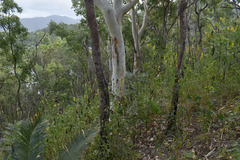 Crotalaria trichotoma