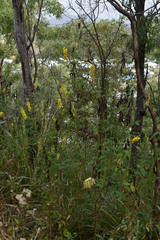 Crotalaria trichotoma
