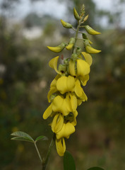 Crotalaria trichotoma
