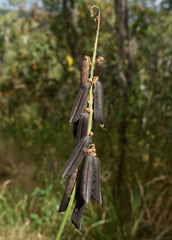 Crotalaria trichotoma