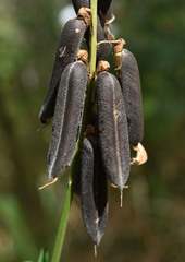 Crotalaria trichotoma