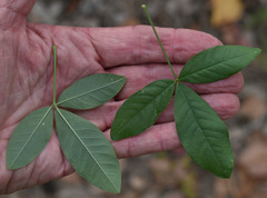 Crotalaria trichotoma