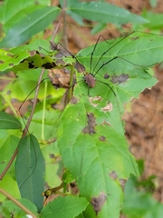 Leiobunum vittatum