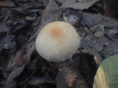 Leratiomyces squamosus