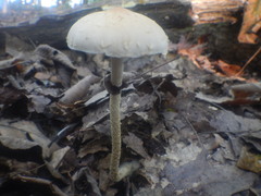 Leratiomyces squamosus