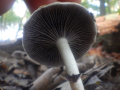 Leratiomyces squamosus