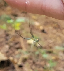 Leucauge argyrobapta