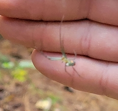 Leucauge argyrobapta