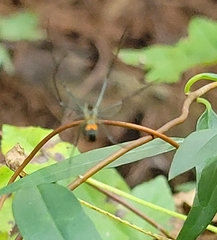 Leucauge argyrobapta