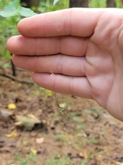 Leucauge argyrobapta