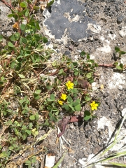 Angiospermae