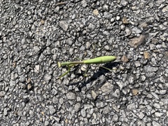 Stagmomantis floridensis
