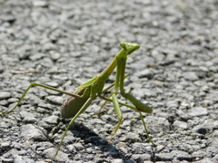 Stagmomantis floridensis