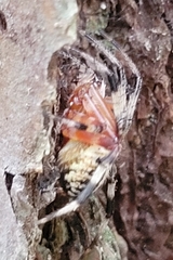 Neoscona domiciliorum