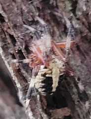 Neoscona domiciliorum