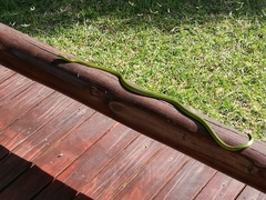 Philothamnus natalensis