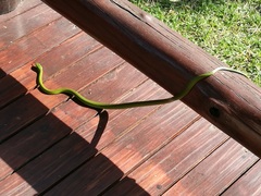 Philothamnus natalensis