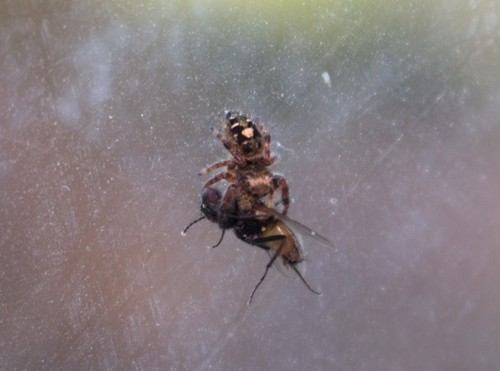 Bold Jumping Spider photographed in Idaho