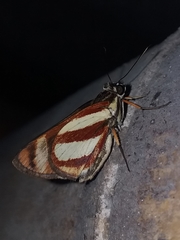 Propertius propertius