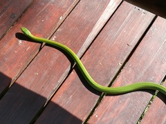 Philothamnus natalensis