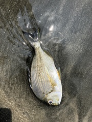 Rhabdosargus