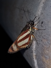 Propertius propertius