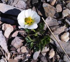 Ranunculus glacialis