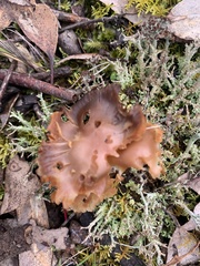 Cantharellus concinnus
