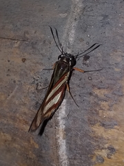 Propertius propertius