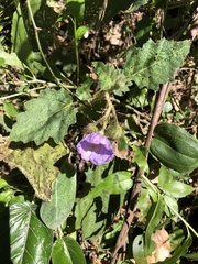 Solanum campanulatum