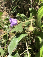 Solanum campanulatum