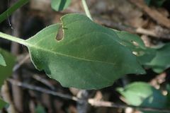 Justicia protracta protracta