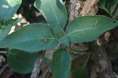 Justicia protracta protracta