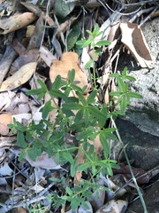Gonocarpus longifolius