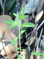 Gonocarpus longifolius
