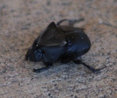 Phanaeus triangularis
