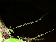 Trichomanes botryoides