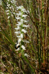 Spiranthes bightensis