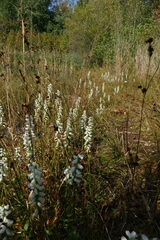 Spiranthes bightensis